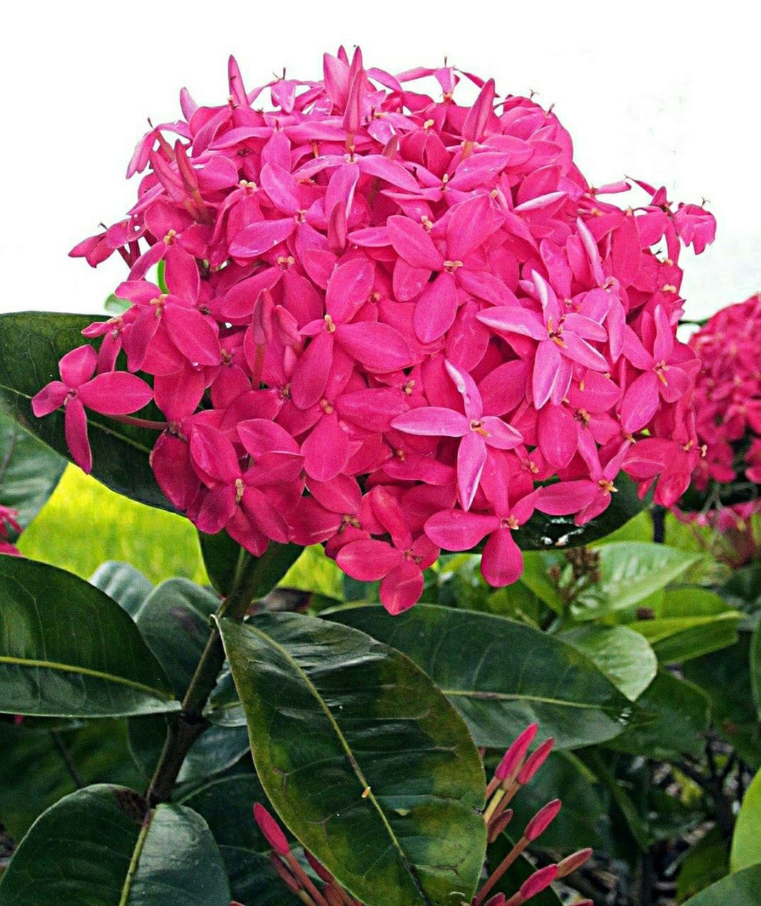 Ixora Pink